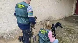 Cae una banda criminal dedicada al robo de galgos de caza que actuaba en Zamora y Salamanca