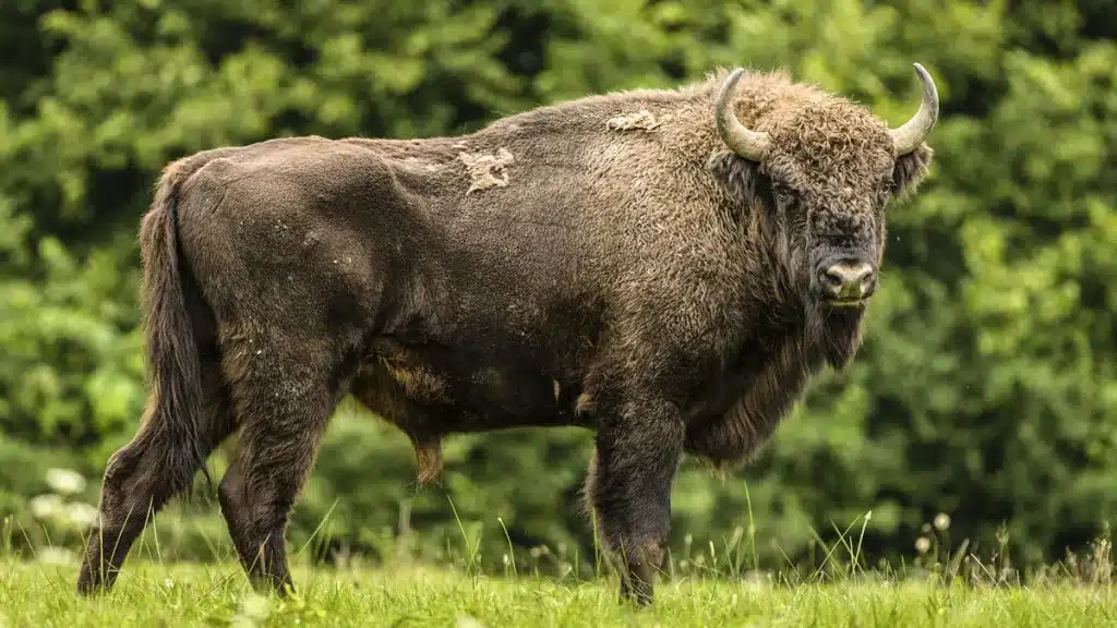 ¿Dónde se pueden ver bisontes en España?