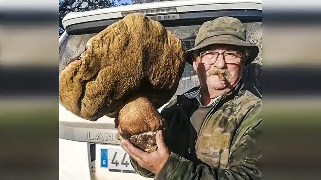 Un hombre encuentra un tesoro de la naturaleza: un enorme boletus de 5 kilos