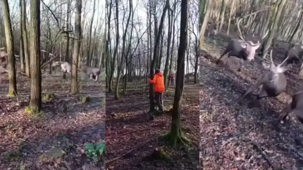 Cinco cazadores, obligados a esconderse tras varios árboles frente a un auténtico ejército de ciervos