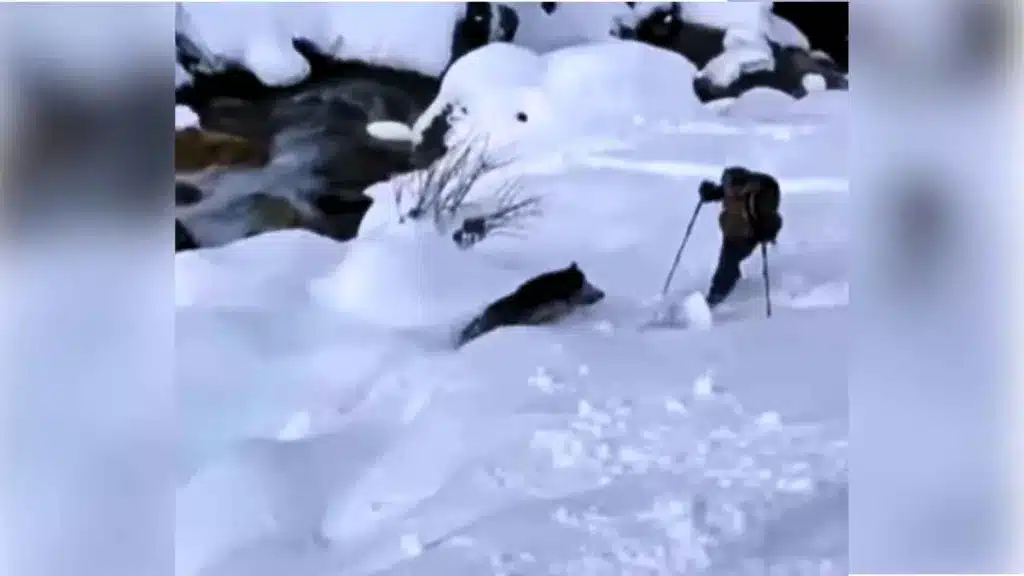 Un jabalí ataca a un esquiador en los Pirineos.