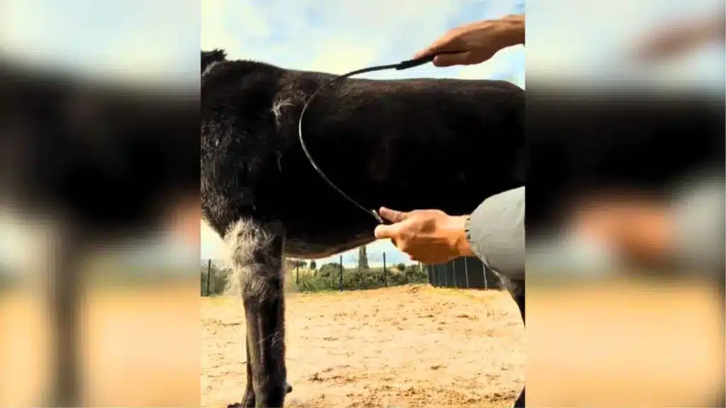 Un producto para eliminar los restos de pelo muerto de los perros.