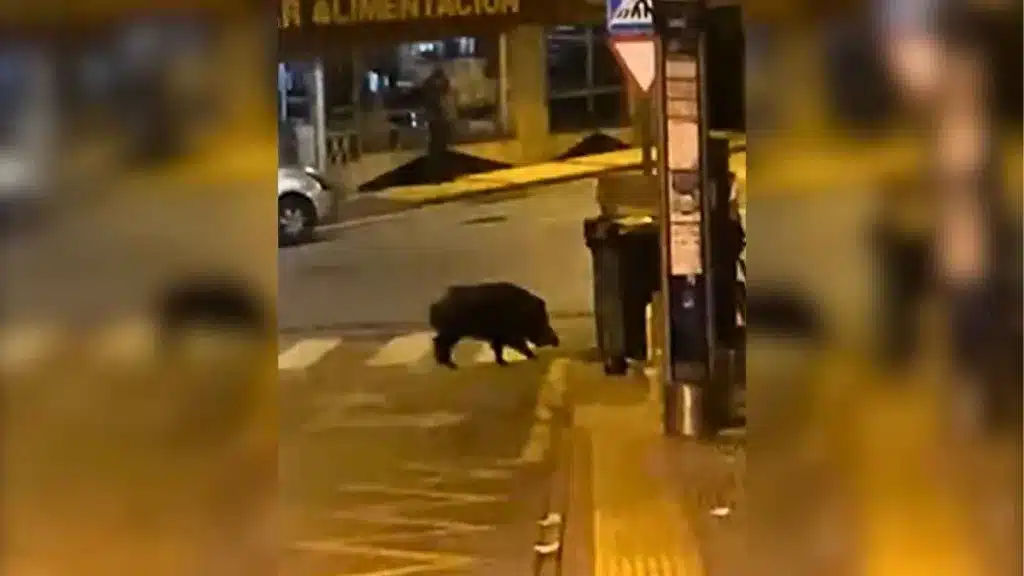 Un jabalí se pasea por las calles de un barrio de Málaga.