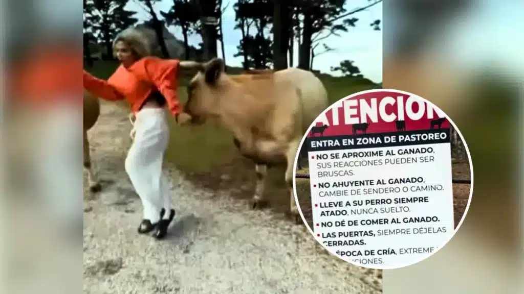 Una chica ignoró las advertencias de un ganadero sobre sus vacas.