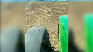 Un agricultor frenó su tractor ante un ave.