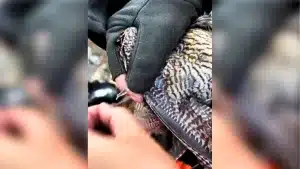 Un cazador enseña cómo sacar la pluma del pintor de una becada.