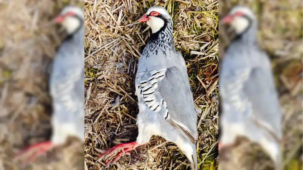 Un cazador abatió a un llamativo ejemplar de perdiz roja en Zaragoza.