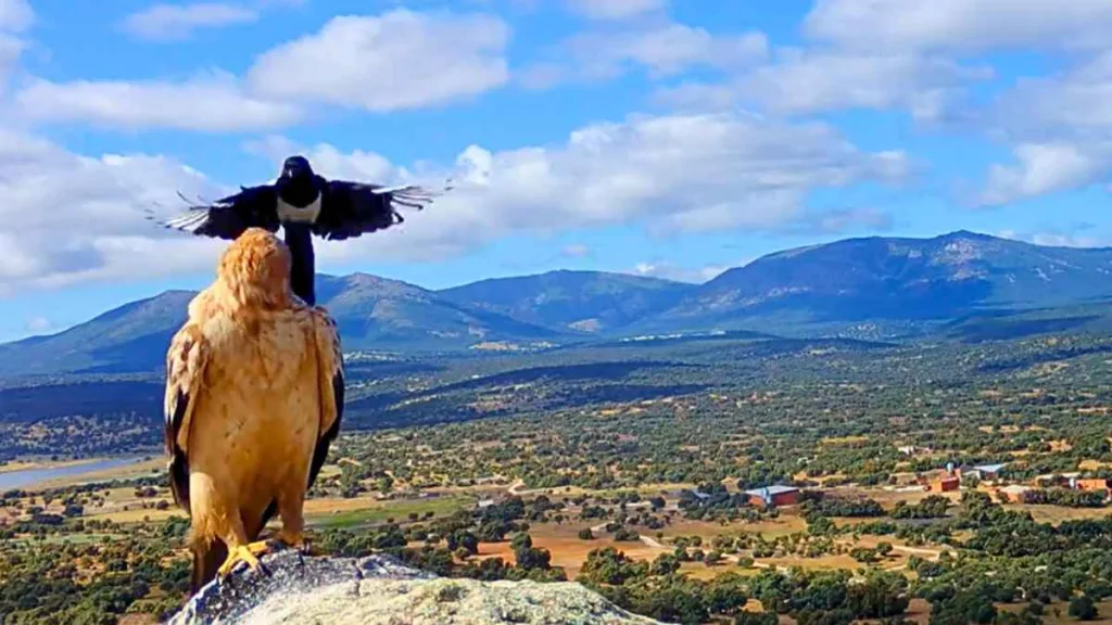 Dos urracas acosan a un águila imperial ibérica.