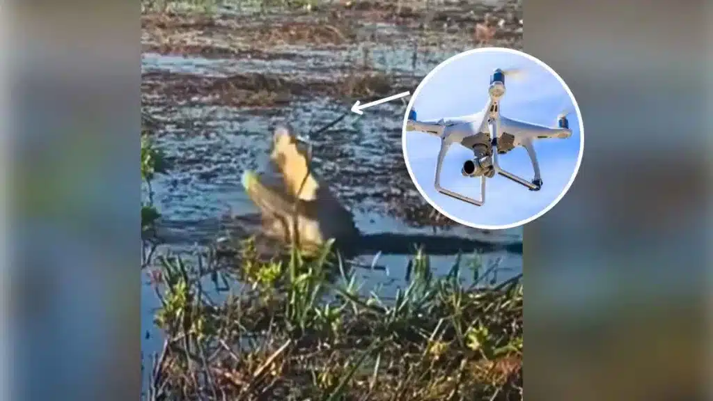 Un cocodrilo se come un dron que explota dentro de su boca.