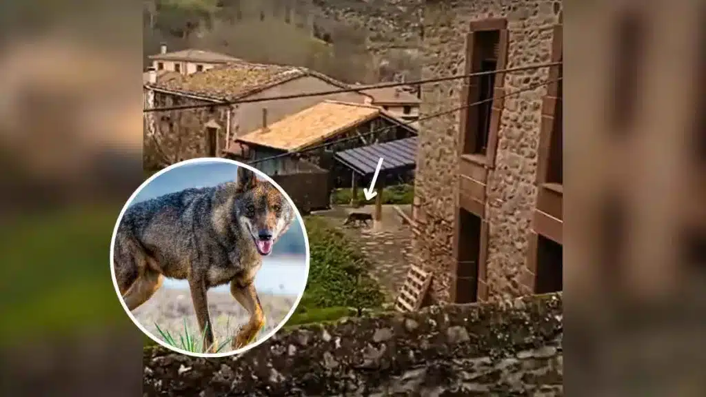 Un lobo deambula por las calles de un pueblo de La Rioja.