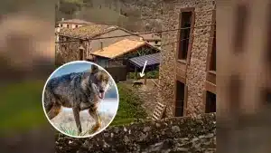 Un lobo deambula por las calles de un pueblo de La Rioja.