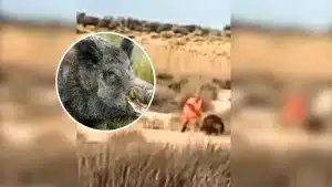 Un jabalí ataca a un cazador que se queda sin balas en su arma.