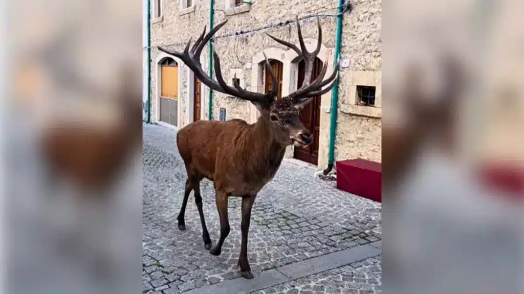 Graban un enorme ciervo en un pueblo italiano.