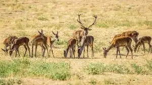 Sale a la venta un fincón de caza en Ciudad Real: 900 venados censados, 1.200 muflones y caza menor