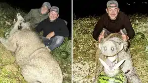 Cazan uno de los jabalíes más grandes de España en Murcia: una mole de 170 kilos