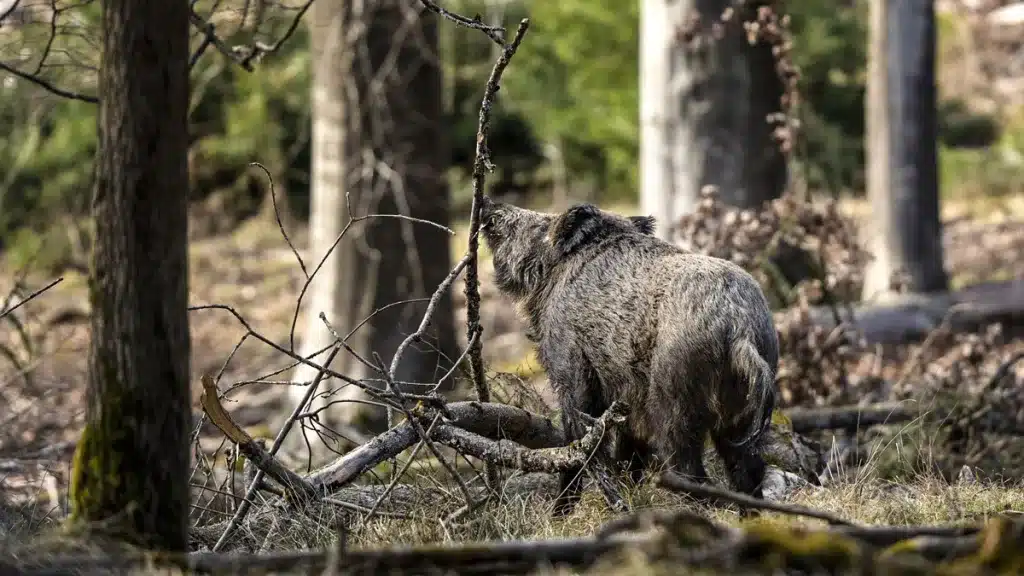 Un cazador asturiano se tiene que subir a un árbol para escapar del jabalí que rajó a tres de sus perros