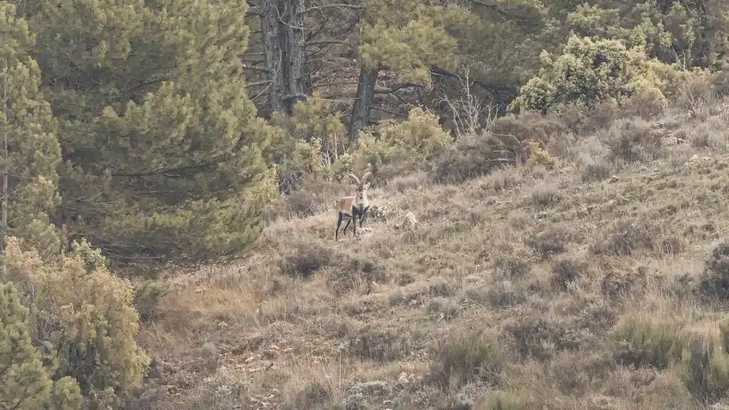 El macho montés que localizamos a 400 metros. 