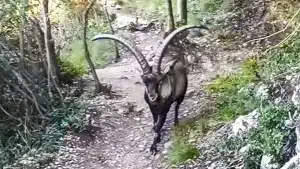 macho montés senderista Cataluña