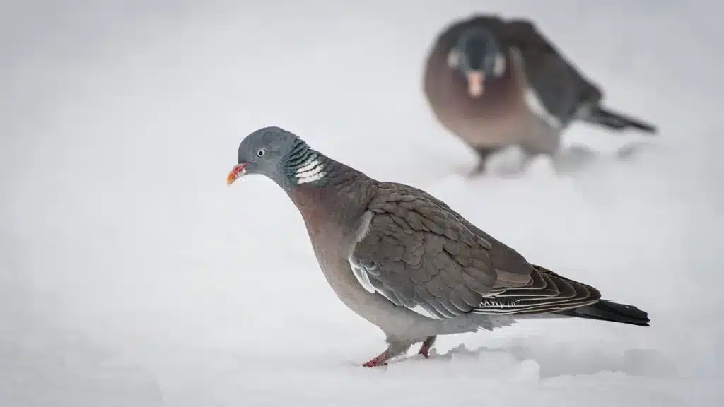 Palomas torcaces sobre la nieve.