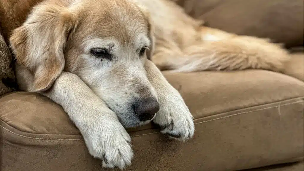 Un perro de avanzada edad.