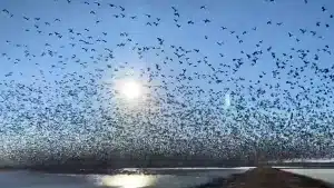 Imagen del vídeo © TikTok