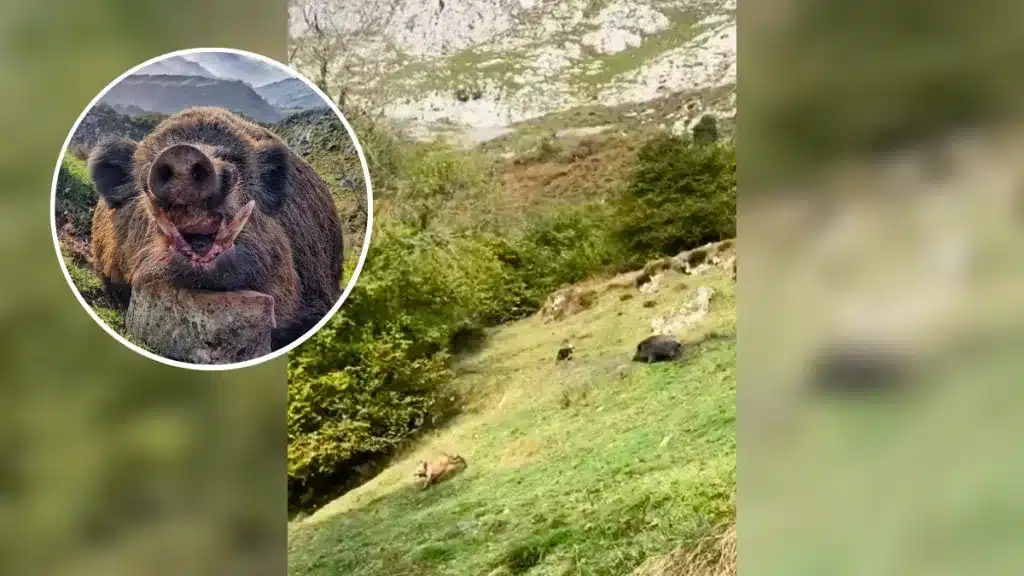 El jabalí y los perros durante el vídeo © D.F.