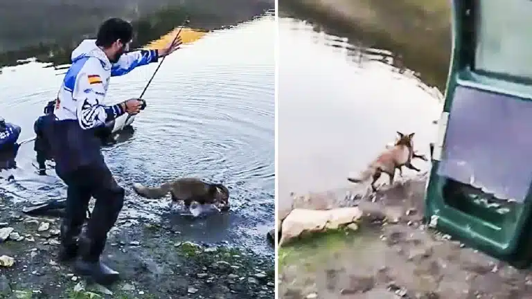 Zorro roba captura pescador