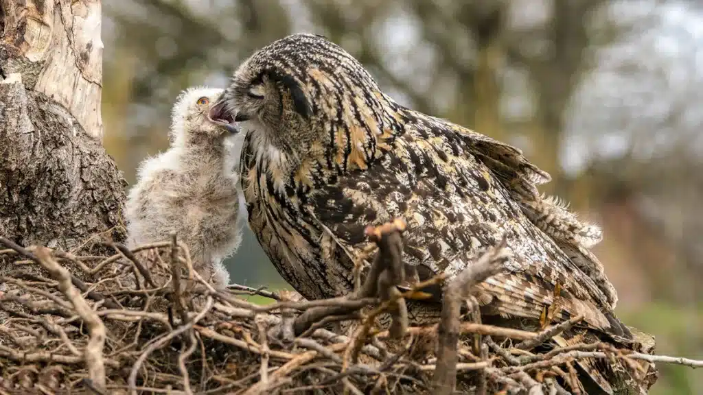 Un estudio revela que el búho real ajusta ‘la despensa’ según la edad de sus pollos