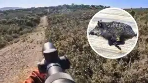 Un cazador graba cómo una bala le pasa rozando en una montería tras una grave imprudencia al disparar a un jabalí