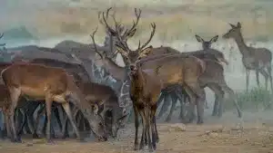 ciervos-cabañeros