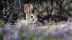 Castilla y León autorizará cazar conejos por la noche y con trampas para proteger algunas zonas de cultivo