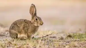 Científicos descubren una de las claves del declive del conejo de monte: le atacan hasta cuatro virus a la vez