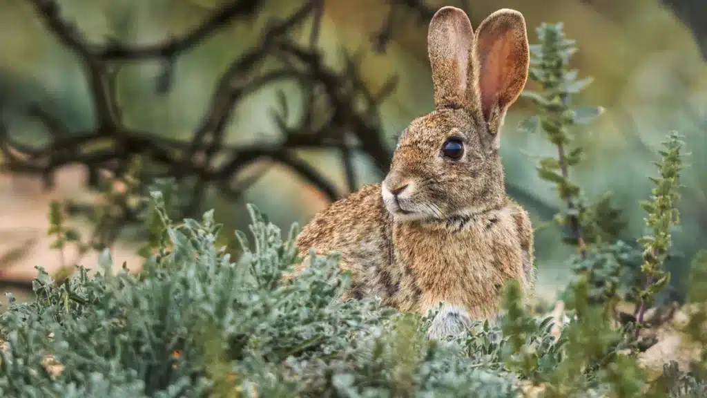 Conejo.