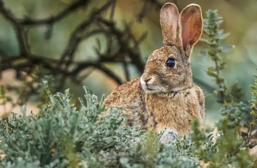 Conejo.