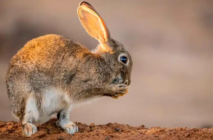 Conejo de monte.