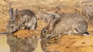 La Federación Extremeña de Caza ofrece un curso gratuito para explicarte cómo recuperar las poblaciones de conejo en tu coto