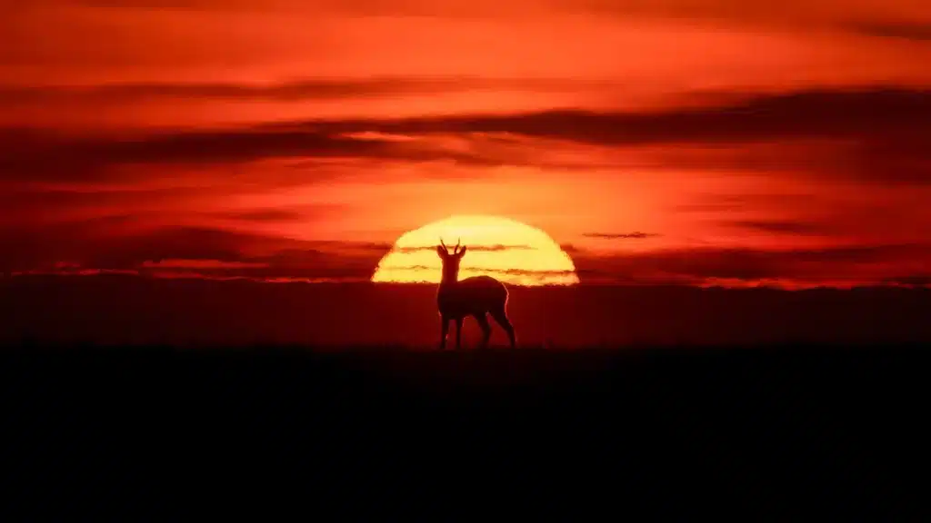 Corzo en una puesta de sol.