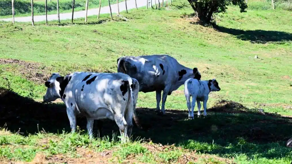 Animalistas impiden que el Seprona devuelva a su propietario las cinco vacas desplazadas a un refugio de Cantabria en 2022.