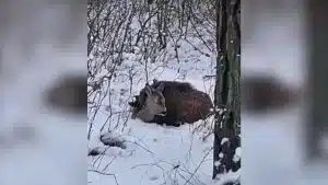 Un corzo y un jabalí se encaman juntos en medio de la nieve.