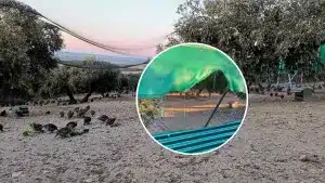 Roban 1.000 perdices en una granja cinegética de Córdoba.
