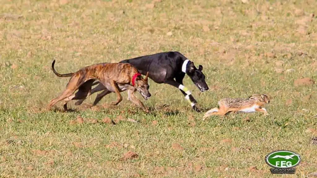 Gala de presentación del LXXXVII del Campeonato de España de Galgos en Campo.