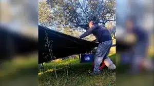 Un agricultor crea un ingenioso invento que puedes fabricar para recolectar aceitunas.