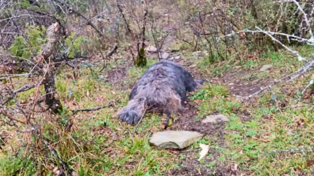 Un fotógrafo encuentra un animal muerto que no logra identificar.