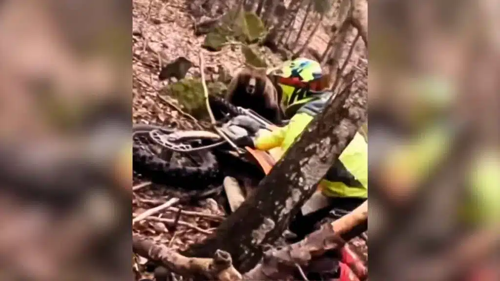 Un oso ataca a un motorista en mitad del campo.