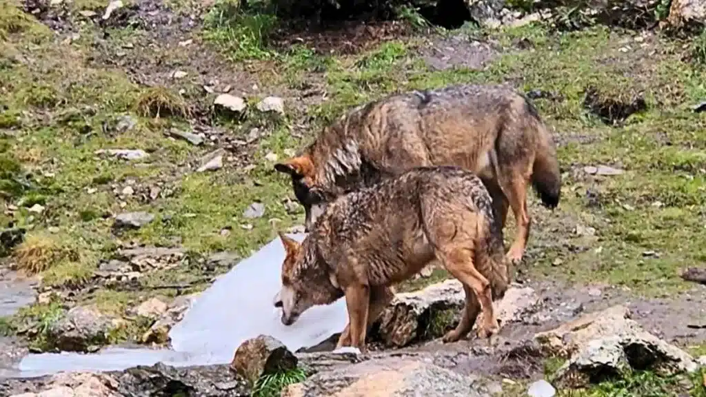 Una manda de lobos se las ingenia para beber de un manantial congelado.