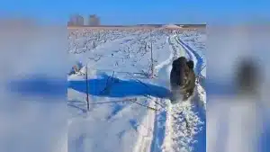 Un jabalí corre a por dos hombres en mitad de la nieve.