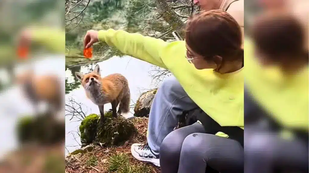 Un zorro da una lección a tres senderistas.