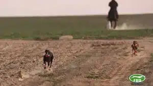 Aquí puedes ver en directo las semifinales del Campeonato de España de Galgos.