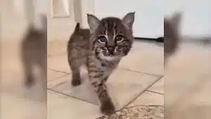 Animalistas cogen una cría de lince y se la llevan a la protectora.