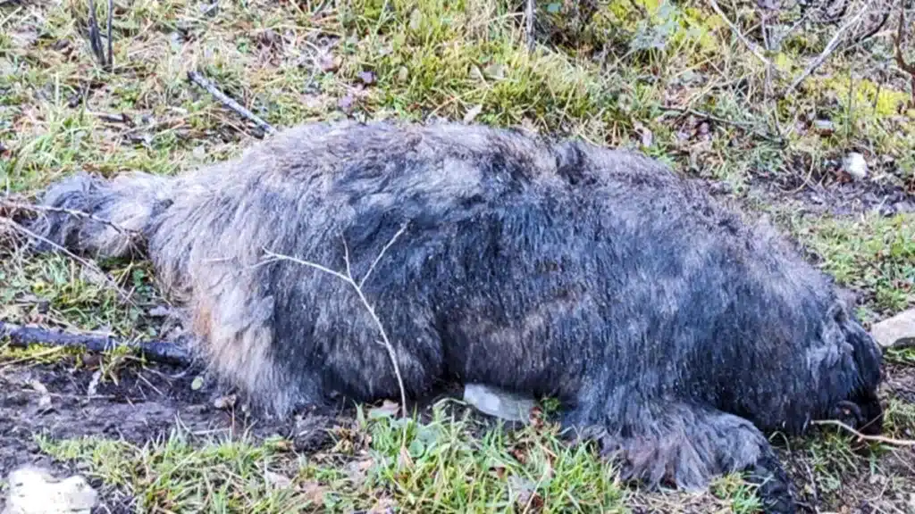 Piden ayuda para identificar un misterioso animal que ha aparecido muerto en Cantabria